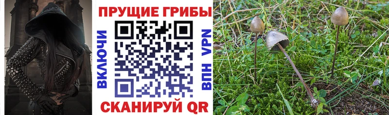 Псилоцибиновые грибы Psilocybe  Невинномысск 